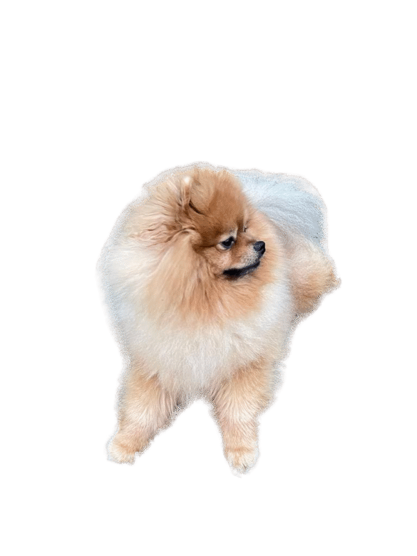 Home 1 PNG